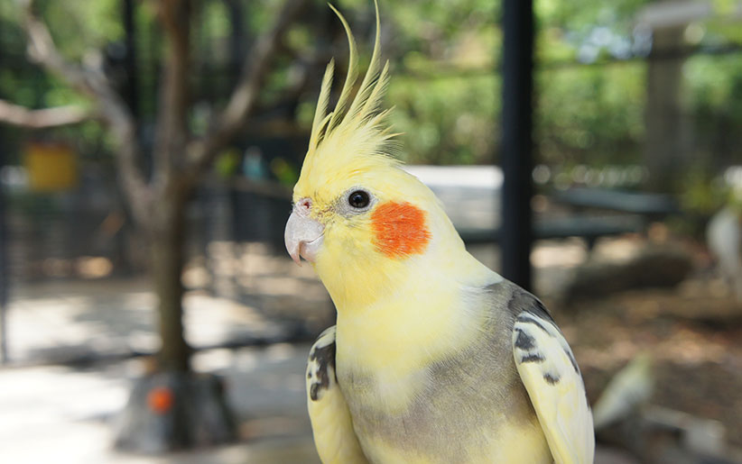 important-questions-about-cockatiel